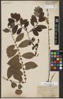 Foto von Salix aurita L.
